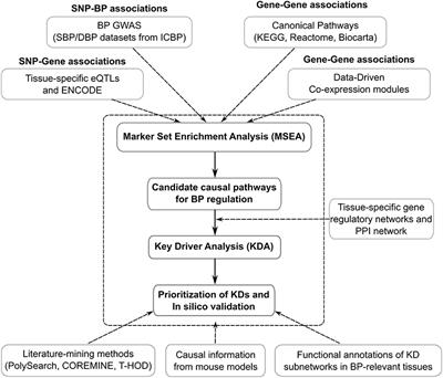 Integrative Genomics Analysis Unravels Tissue-Specific Pathways, Networks, and Key Regulators of Blood Pressure Regulation